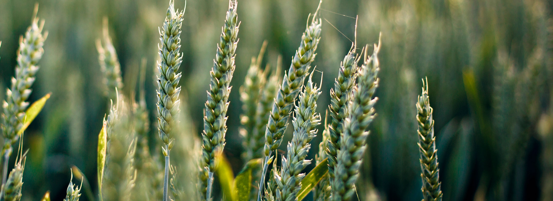 ddos攻击防御手段